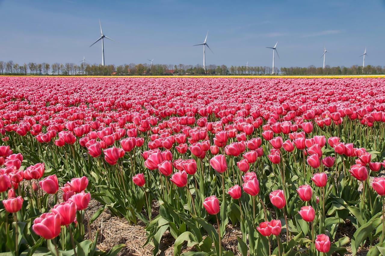 Het Dobbertje, Charmant Houten Huisje Sint Maartensvlotbrug Exterior foto